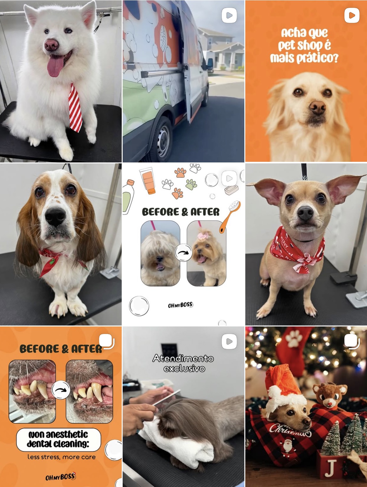 Feed Oh My Boss — Banho e Tosa Pet